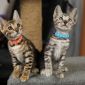 Бенгальские котята окраса розетка на золоте и розетка на серебре от выставочных родителей объявление Продам уменьшенное изображение 1