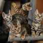 Бенгальские котята окраса розетка на золоте и розетка на серебре от выставочных родителей объявление Продам уменьшенное изображение 3