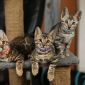 Бенгальские котята окраса розетка на золоте и розетка на серебре от выставочных родителей объявление Продам уменьшенное изображение 4