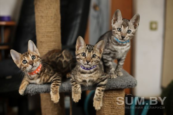 Бенгальские котята окраса розетка на золоте и розетка на серебре от выставочных родителей объявление Продам уменьшенное изображение 