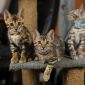 Бенгальские котята окраса розетка на золоте и розетка на серебре от выставочных родителей объявление Продам уменьшенное изображение 5