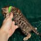 Леопардовые бенгальские котята объявление Продам уменьшенное изображение 1