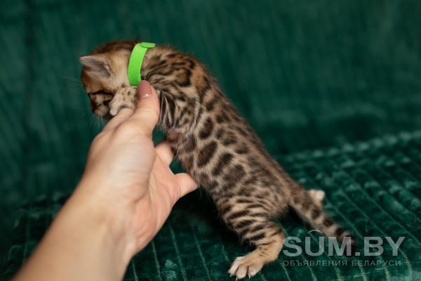 Леопардовые бенгальские котята объявление Продам уменьшенное изображение 
