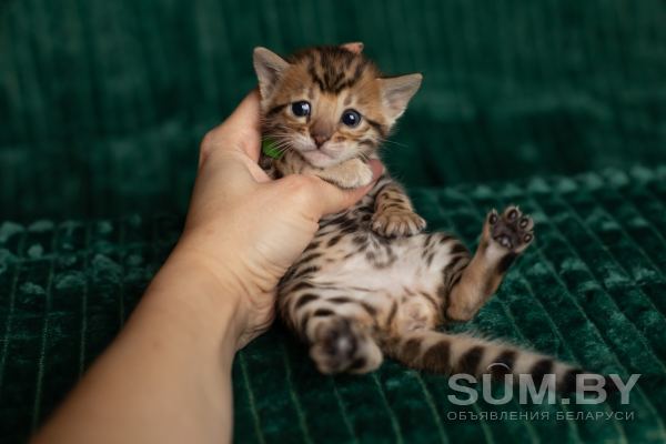 Леопардовые бенгальские котята объявление Продам уменьшенное изображение 