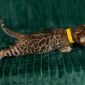 Леопардовые бенгальские котята объявление Продам уменьшенное изображение 3