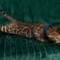 Бенгальский леопардовый мальчик объявление Продам уменьшенное изображение 2