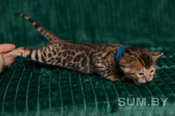 Бенгальский леопардовый мальчик объявление Продам уменьшенное изображение 