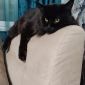 Котята Мейн Кун объявление Продам уменьшенное изображение 1