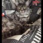Котята Мейн Кун объявление Продам уменьшенное изображение 2