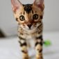 Лучшие бенгальские котята объявление Продам уменьшенное изображение 1