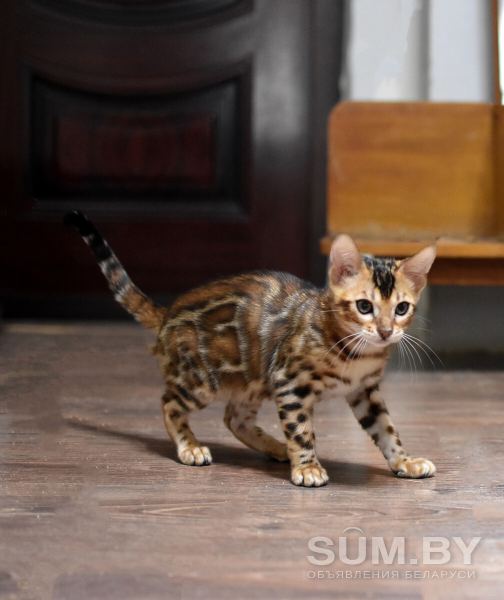 Лучшие бенгальские котята объявление Продам уменьшенное изображение 