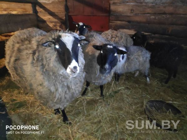 Овцы, бараны, ягнята объявление Продам уменьшенное изображение 