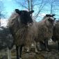Овцы, бараны, ягнята объявление Продам уменьшенное изображение 4