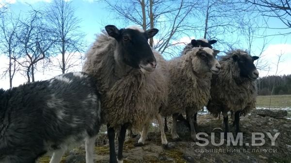 Овцы, бараны, ягнята объявление Продам уменьшенное изображение 