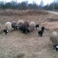 Овцы, бараны, ягнята объявление Продам уменьшенное изображение 5