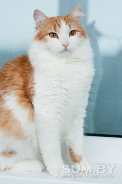Алисей - сказочный кот объявление Отдам даром уменьшенное изображение 