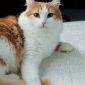 Алисей - сказочный кот объявление Отдам даром уменьшенное изображение 4