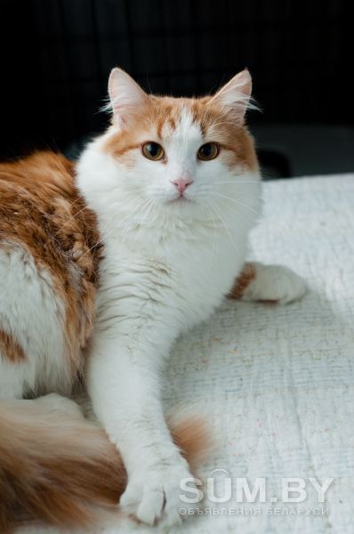 Алисей - сказочный кот объявление Отдам даром уменьшенное изображение 