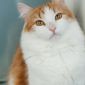 Алисей - сказочный кот объявление Отдам даром уменьшенное изображение 6