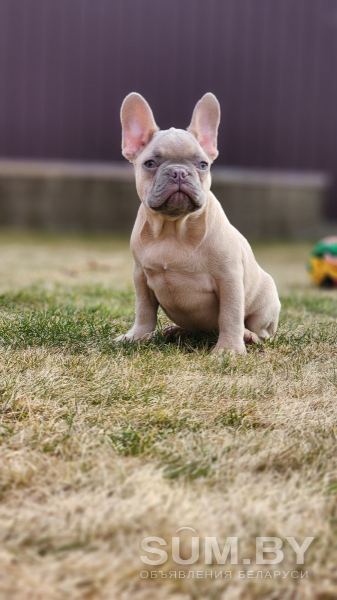 Продам щенка французкого бульдога объявление Продам уменьшенное изображение 