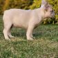 Продам щенка французкого бульдога объявление Продам уменьшенное изображение 4