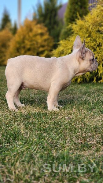 Продам щенка французкого бульдога объявление Продам уменьшенное изображение 