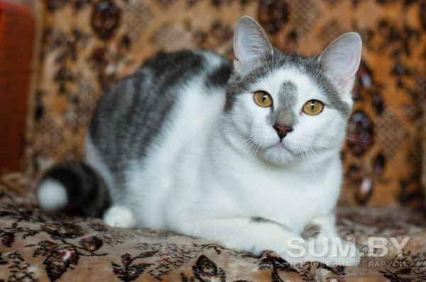 Кастрированный котенок в дар объявление Продам уменьшенное изображение 