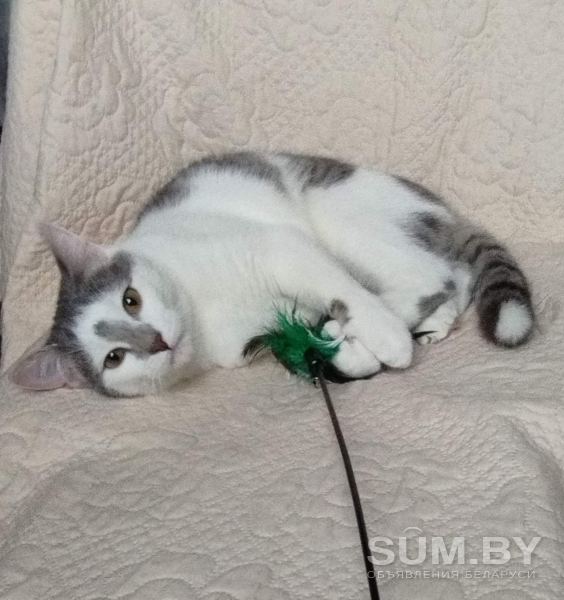 Кастрированный котенок в дар объявление Продам уменьшенное изображение 