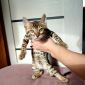 Бенгальский котенок объявление Продам уменьшенное изображение 4