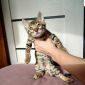 Бенгальский котенок объявление Продам уменьшенное изображение 6