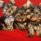 Продаются высокопородные щенки йоркширского терьера из питомника объявление Продам уменьшенное изображение 2