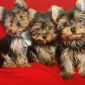 Продаются высокопородные щенки йоркширского терьера из питомника объявление Продам уменьшенное изображение 4