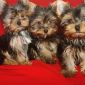 Продаются высокопородные щенки йоркширского терьера из питомника объявление Продам уменьшенное изображение 6