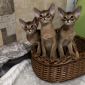 Абиссинские котята объявление Продам уменьшенное изображение 5