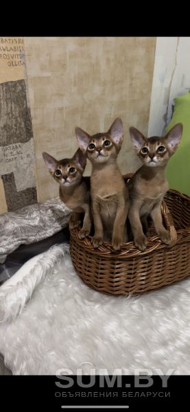 Абиссинские котята объявление Продам уменьшенное изображение 