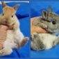 Карликовые кролики, крольчата объявление Продам уменьшенное изображение 1