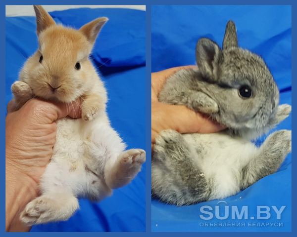Карликовые кролики, крольчата объявление Продам уменьшенное изображение 