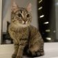 Чудесная полосатая кошечка котенок Шпротя ищет дом и любящую семью! объявление Отдам даром уменьшенное изображение 2