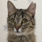 Чудесная полосатая кошечка котенок Шпротя ищет дом и любящую семью! объявление Отдам даром уменьшенное изображение 5