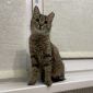 Чудесная полосатая кошечка котенок Шпротя ищет дом и любящую семью! объявление Отдам даром уменьшенное изображение 4