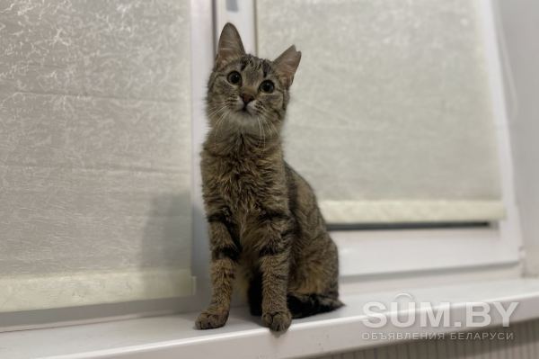 Чудесная полосатая кошечка котенок Шпротя ищет дом и любящую семью! объявление Отдам даром уменьшенное изображение 
