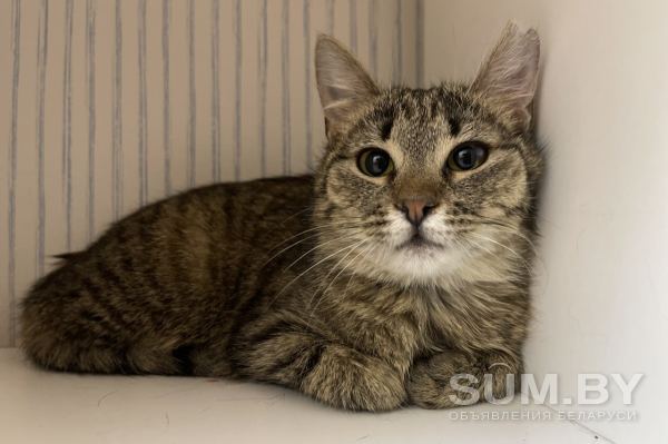 Чудесная полосатая кошечка котенок Шпротя ищет дом и любящую семью! объявление Отдам даром уменьшенное изображение 