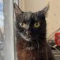 Нежная черная кошечка котенок Шэлли в дар добрым сердцам! объявление Отдам даром уменьшенное изображение 2