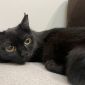 Нежная черная кошечка котенок Шэлли в дар добрым сердцам! объявление Отдам даром уменьшенное изображение 1