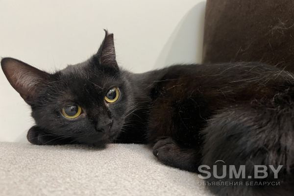 Нежная черная кошечка котенок Шэлли в дар добрым сердцам! объявление Отдам даром уменьшенное изображение 
