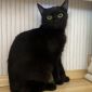 Нежная черная кошечка котенок Шэлли в дар добрым сердцам! объявление Отдам даром уменьшенное изображение 5