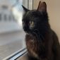 Нежная черная кошечка котенок Шэлли в дар добрым сердцам! объявление Отдам даром уменьшенное изображение 4