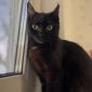 Нежная черная кошечка котенок Шэлли в дар добрым сердцам! объявление Отдам даром уменьшенное изображение 3
