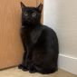 Нежная черная кошечка котенок Шэлли в дар добрым сердцам! объявление Отдам даром уменьшенное изображение 6