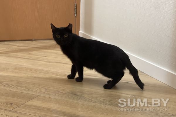 Нежная черная кошечка котенок Шэлли в дар добрым сердцам! объявление Отдам даром уменьшенное изображение 